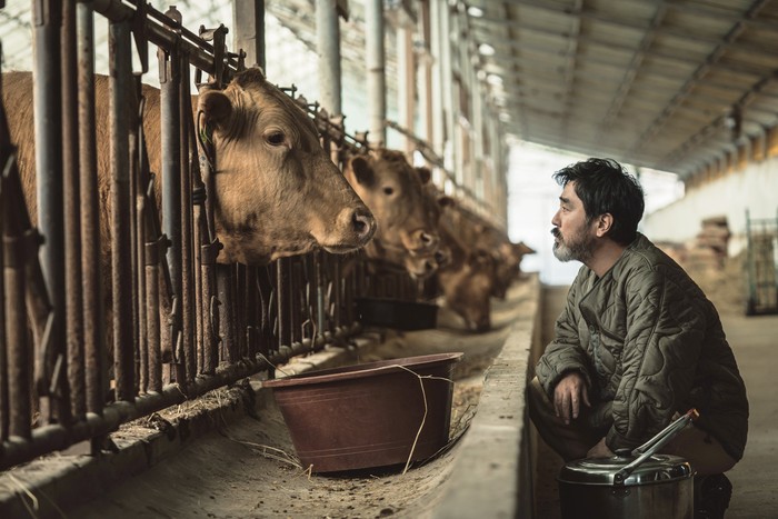 Film Korea Cattle Run (2026).