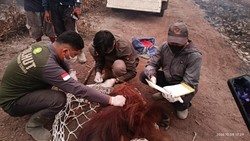 BKSDA Sampit Evakuasi 4 Orang Utan Selama 3 Bulan Karhutla