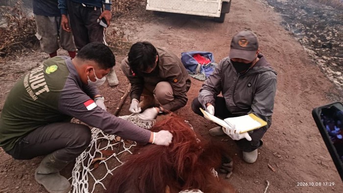 Evakuasi orang utan Bara di tengah karhutla Kotawaringin Barat. (dok BKSDA Kalteng)