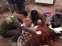 BKSDA Sampit Evakuasi 4 Orang Utan Selama 3 Bulan Karhutla