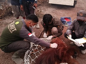 BKSDA Sampit Evakuasi 4 Orang Utan Selama 3 Bulan Karhutla