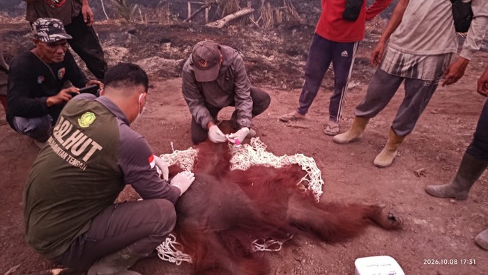 Evakuasi orang utan Bara di tengah karhutla Kotawaringin Barat. (dok BKSDA Kalteng)