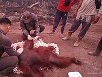 Orang Utan Terancam Karhutla: Ada yang Terluka hingga Terserang ISPA