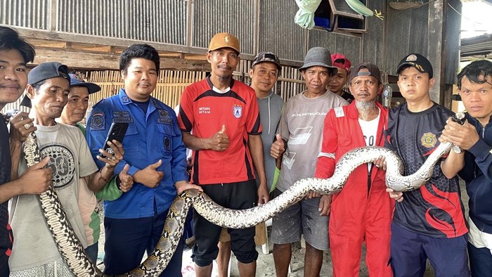 Evakuasi ular piton 5 meter sedang bertelur di belakang rumah warga Sidrap.
