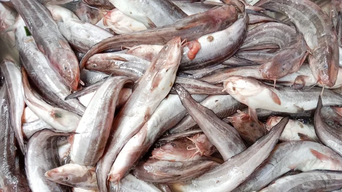 Ikan