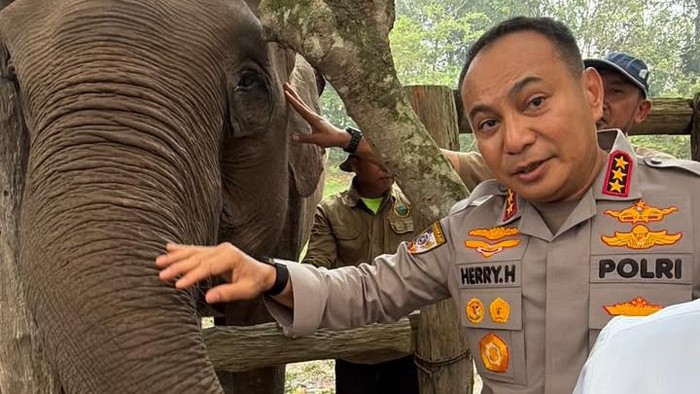 Kabaharkam Polri Komjen Herry Heryawan mengunjungi gajah di Camp Flying Squad TNTN Pelalawan, Riau menjelang akhir tugasnya di Polda Riau, Jumat (9/10/2026).
