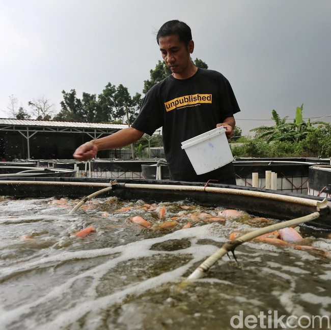 Tinggalkan Status Karyawan, Kini Tekuni Bisnis Budidaya Ikan Nila