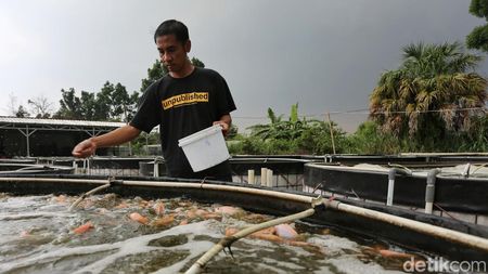 Tinggalkan Status Karyawan, Kini Tekuni Bisnis Budidaya Ikan Nila