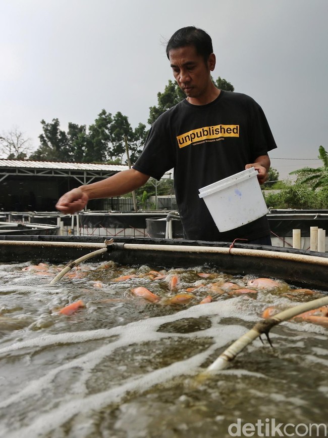 Tinggalkan Status Karyawan, Kini Tekuni Bisnis Budidaya Ikan Nila