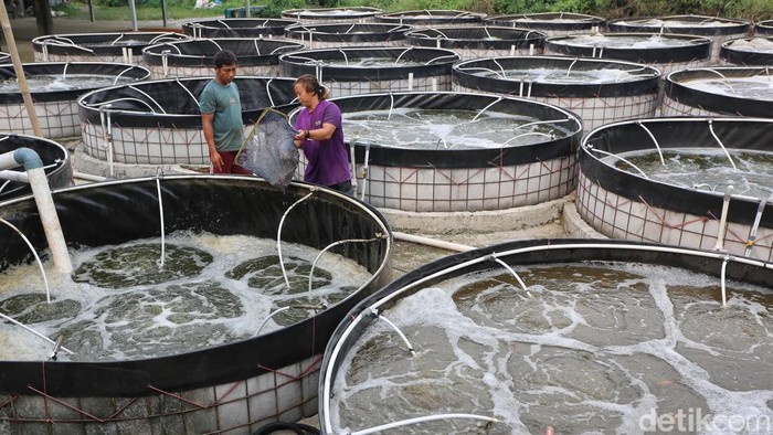 Makan Nila Lepas dari rutinitas 'budak' korporat, Lucky Pransisca memilih menepi di pinggiran Jakarta, tepatnya di Rancabungur, Bogor, Jawa Barat. Ia beralih menjadi petani ikan nila dengan modal awal Rp 200 juta pada awal 2024. Perlahan, pria asal Bandung tersebut menikmati kehidupan barunya dengan lebih pelan dan tanpa tekanan. Meski belum sebesar penghasilan saat menjadi karyawan kantoran, ia menyatakan lebih sehat secara mental dengan sisi kehidupan yang lebih berkualitas. Dia menyebut fase tersebut sebagai slow living.