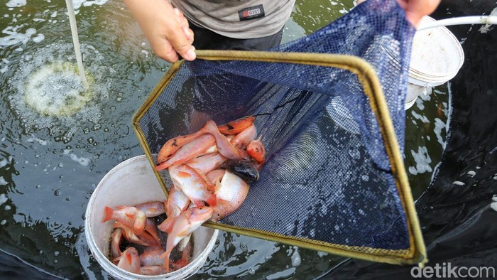 Makan Nila Lepas dari rutinitas 'budak' korporat, Lucky Pransisca memilih menepi di pinggiran Jakarta, tepatnya di Rancabungur, Bogor, Jawa Barat. Ia beralih menjadi petani ikan nila dengan modal awal Rp 200 juta pada awal 2024. Perlahan, pria asal Bandung tersebut menikmati kehidupan barunya dengan lebih pelan dan tanpa tekanan. Meski belum sebesar penghasilan saat menjadi karyawan kantoran, ia menyatakan lebih sehat secara mental dengan sisi kehidupan yang lebih berkualitas. Dia menyebut fase tersebut sebagai slow living.