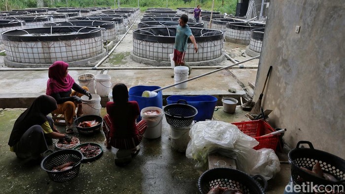 Makan Nila Lepas dari rutinitas 'budak' korporat, Lucky Pransisca memilih menepi di pinggiran Jakarta, tepatnya di Rancabungur, Bogor, Jawa Barat. Ia beralih menjadi petani ikan nila dengan modal awal Rp 200 juta pada awal 2024. Perlahan, pria asal Bandung tersebut menikmati kehidupan barunya dengan lebih pelan dan tanpa tekanan. Meski belum sebesar penghasilan saat menjadi karyawan kantoran, ia menyatakan lebih sehat secara mental dengan sisi kehidupan yang lebih berkualitas. Dia menyebut fase tersebut sebagai slow living.