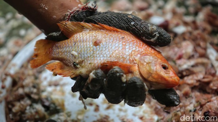 Makan Nila Lepas dari rutinitas 'budak' korporat, Lucky Pransisca memilih menepi di pinggiran Jakarta, tepatnya di Rancabungur, Bogor, Jawa Barat. Ia beralih menjadi petani ikan nila dengan modal awal Rp 200 juta pada awal 2024. Perlahan, pria asal Bandung tersebut menikmati kehidupan barunya dengan lebih pelan dan tanpa tekanan. Meski belum sebesar penghasilan saat menjadi karyawan kantoran, ia menyatakan lebih sehat secara mental dengan sisi kehidupan yang lebih berkualitas. Dia menyebut fase tersebut sebagai slow living.