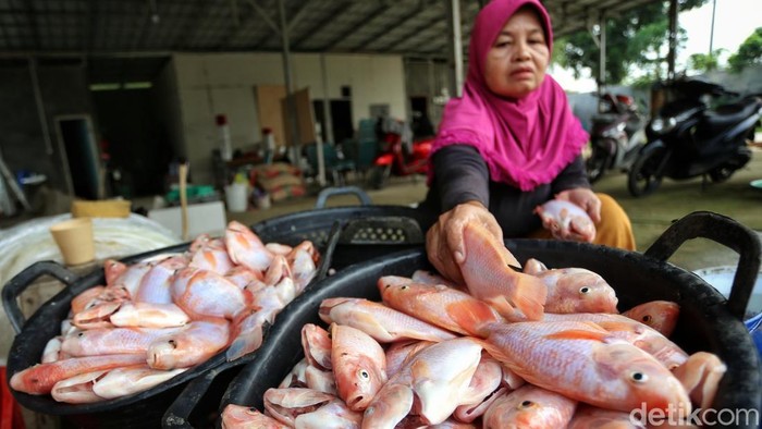 Makan Nila Lepas dari rutinitas 'budak' korporat, Lucky Pransisca memilih menepi di pinggiran Jakarta, tepatnya di Rancabungur, Bogor, Jawa Barat. Ia beralih menjadi petani ikan nila dengan modal awal Rp 200 juta pada awal 2024. Perlahan, pria asal Bandung tersebut menikmati kehidupan barunya dengan lebih pelan dan tanpa tekanan. Meski belum sebesar penghasilan saat menjadi karyawan kantoran, ia menyatakan lebih sehat secara mental dengan sisi kehidupan yang lebih berkualitas. Dia menyebut fase tersebut sebagai slow living.