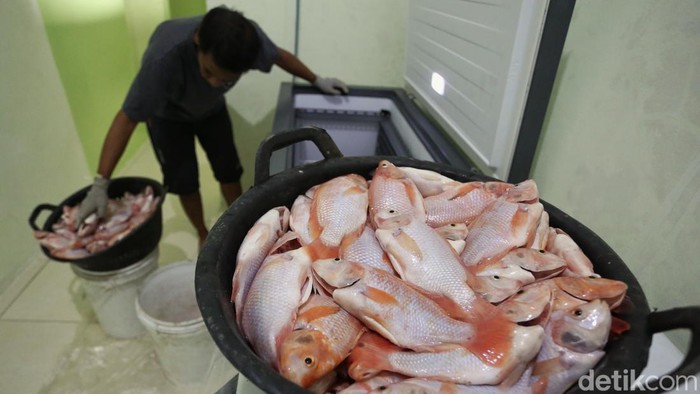 Makan Nila Lepas dari rutinitas 'budak' korporat, Lucky Pransisca memilih menepi di pinggiran Jakarta, tepatnya di Rancabungur, Bogor, Jawa Barat. Ia beralih menjadi petani ikan nila dengan modal awal Rp 200 juta pada awal 2024. Perlahan, pria asal Bandung tersebut menikmati kehidupan barunya dengan lebih pelan dan tanpa tekanan. Meski belum sebesar penghasilan saat menjadi karyawan kantoran, ia menyatakan lebih sehat secara mental dengan sisi kehidupan yang lebih berkualitas. Dia menyebut fase tersebut sebagai slow living.