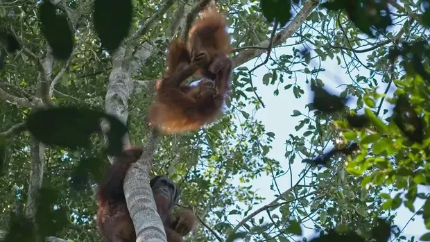 Induk Orangutan di Kalimantan Ternyata Mencarikan Teman Bermain