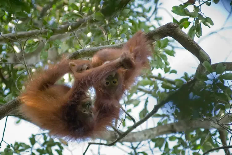 Induk Orangutan di Kalimantan Ternyata Mencarikan Teman Bermain