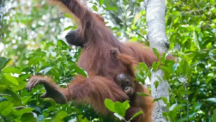 Induk Orangutan di Kalimantan Ternyata Mencarikan Teman Bermain