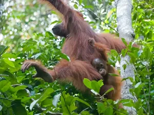 Video: Momen 8 Orangutan Terdampak Karhutla di Kalimantan Dievakuasi