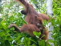 Induk Orangutan Kalimantan Ternyata Carikan Teman Main untuk Anaknya