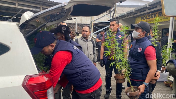 Polisi amankan 27 pot tanaman ganja dari seorang pria di Bandung.
