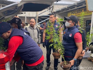 Pria di Bandung Tanam 27 Batang Ganja di Rooftop Rumah