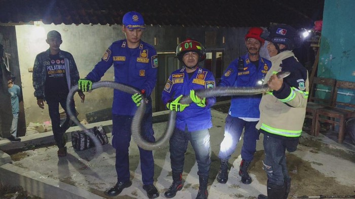 Proses evakuasi kobra yang nangkring di jok motor warga Kuningan