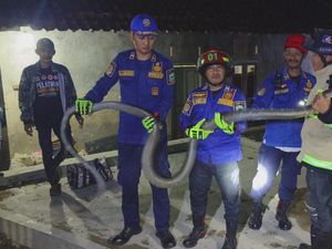 Raja Ular di Kuningan yang Bikin Bergidik dan Sulit Pergi
