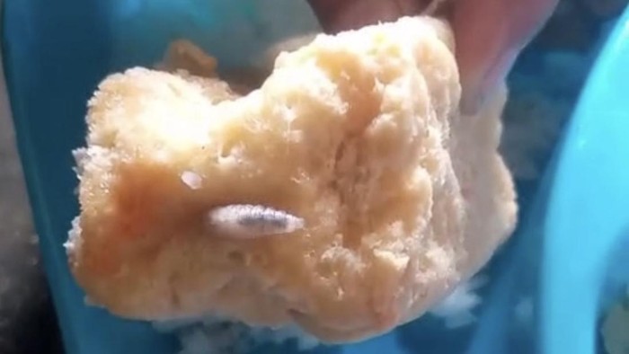 Tahu goreng MBG berbelatung di Banyuwangi