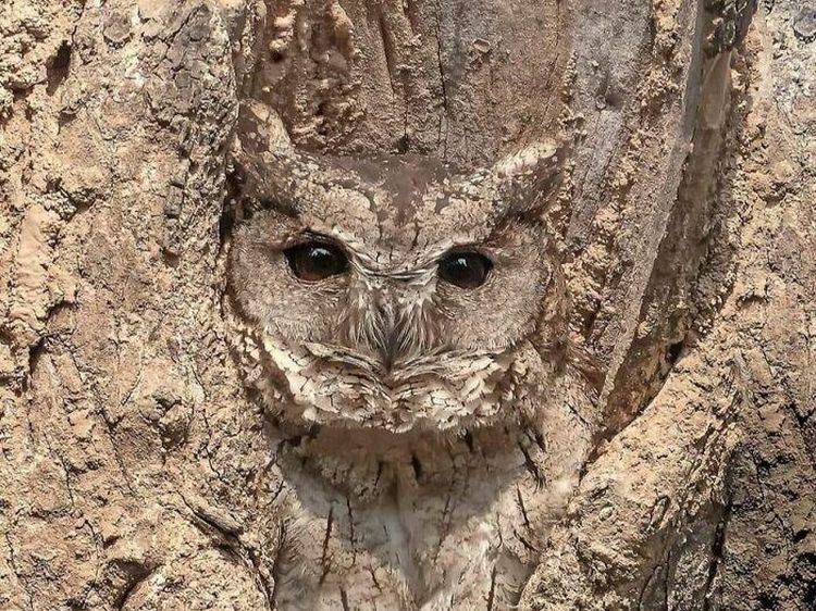 10 Foto Kamuflase yang Terlalu Sempurna, Berani Uji Ketajaman Matamu?
