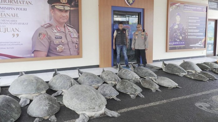 22 Penyu Hijau Ditemukan Hidup di Perahu, Pelaku Penyelundupan Kabur