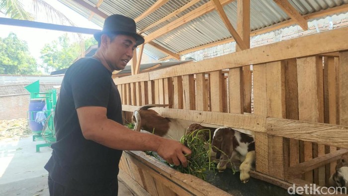 ASN bernama Juliadi (45) di Polewali Mandar, Sulawesi Barat (Sulbar) memilih menjadi peternak kambing di tengah kesibukannya sebagai abdi negara.