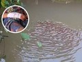 Bocah Diserang Ikan Gabus Raksasa, Tangannya Luka Parah
