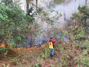 Karhutla Hanguskan 330,33 Hektare Lahan di Tana Toraja