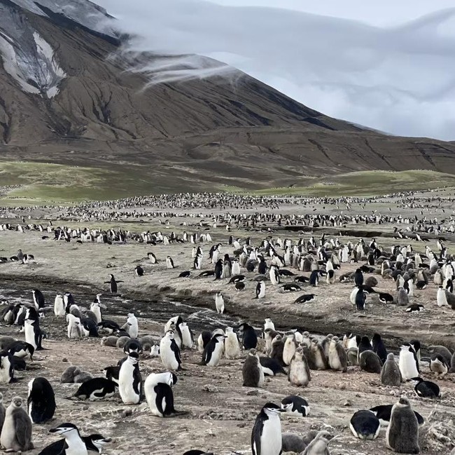 Pulau Ini Dulu Dipenuhi 600 Ribu Penguin, Kini Menyusut
