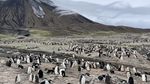 Koloni Penguin Terbesar di Dunia Kini Tinggal Kenangan