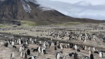 Pulau Ini Dulu Dipenuhi 600 Ribu Penguin, Kini Menyusut