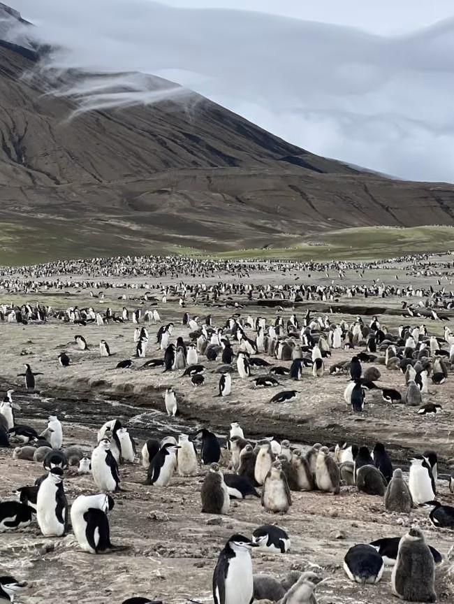 Pulau Ini Dulu Dipenuhi 600 Ribu Penguin, Kini Menyusut