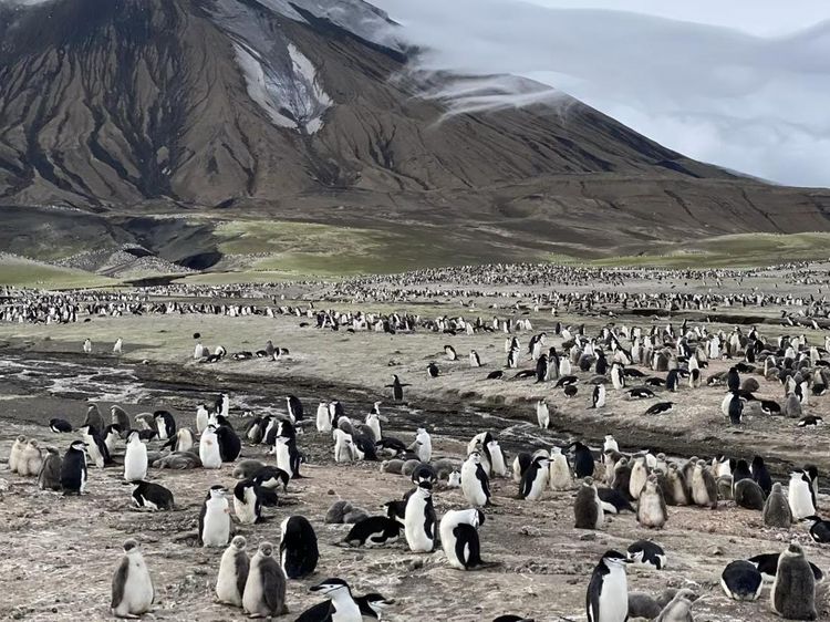 Pulau Ini Dulu Dipenuhi 600 Ribu Penguin, Kini Menyusut
