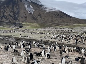 Koloni Penguin Terbesar di Dunia Kini Tinggal Kenangan
