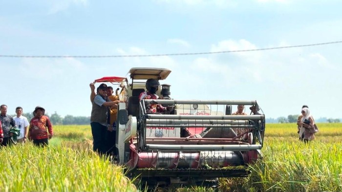 Penyerapan gabah di Sumut.(Foto: dok Bulog).