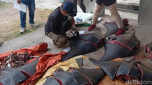 Petugas mengecek 11 pari mobula yang sudah terpotong-potong di Banjar Munduk, Desa Pengambengan, Kecamatan Negara, Jembrana, Jumat (9/10/2026).