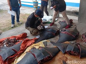 Video: Polisi Gagalkan Penyelundupan Pari Mobula, 3 Pelaku Diamankan