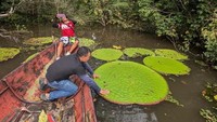 Gara-gara Foto Instagram, Ilmuwan Temukan Tanaman Raksasa Baru