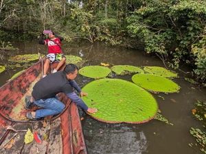 Ilmuwan Temukan Tanaman Raksasa Baru, Ini Penampakannya