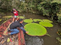 Ilmuwan Temukan Tanaman Raksasa Baru, Ini Penampakannya