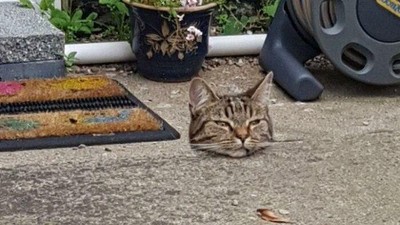 Foto yang Harus Dilihat Dua Kali agar Tidak Kena Ilusi Optik