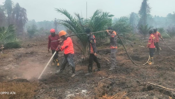 Kebakaran lahan di Mamuju sudah sepekan belum padam.