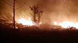 Video: Melihat Wujud Kebakaran Bawah Tanah di Kalimantan