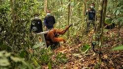 8 Orang Utan Korban Karhutla Dilepasliarkan, Habitat Masih Terancam